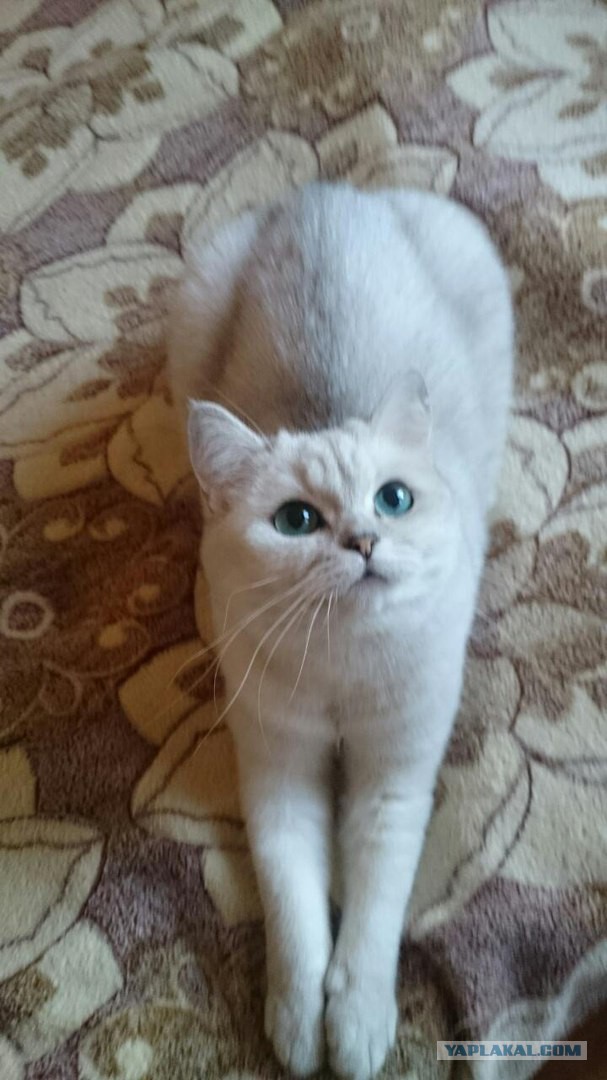 Котовторник  13.02.2018