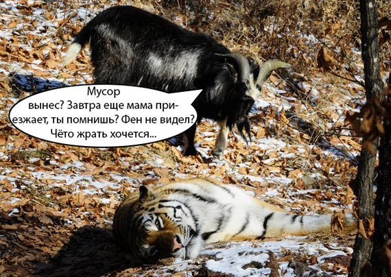 Нестандартный юмор