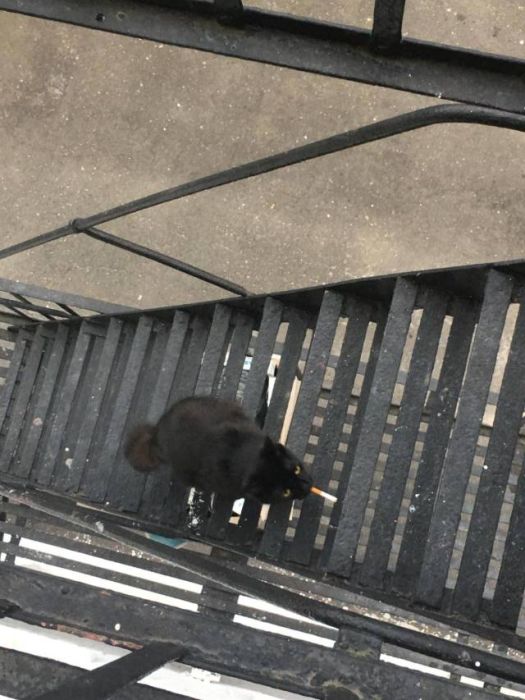 Прикольных котов пост