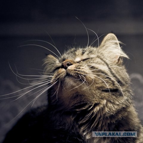 Котовторник на ЯПлакалъ