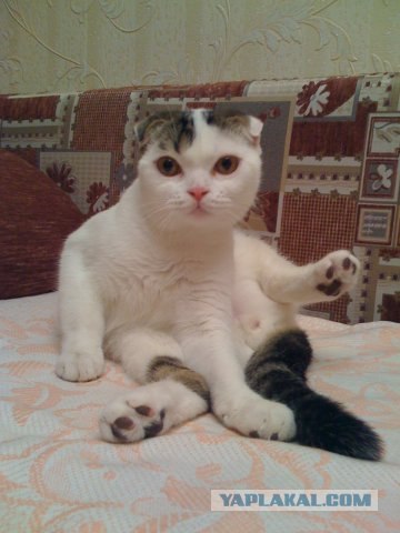 Котятовторник, 25.05.2010