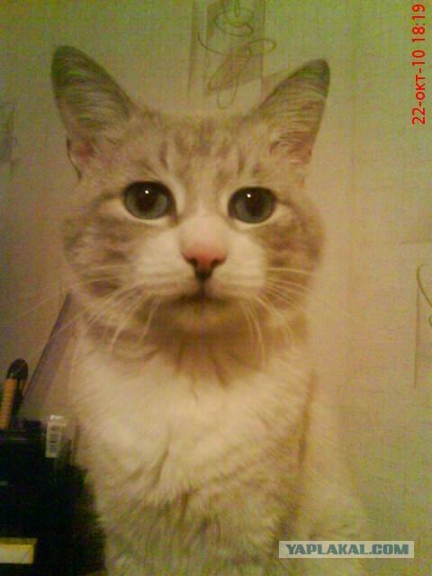 Котовторник!