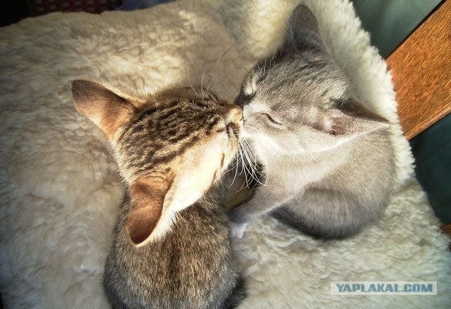 Начинаем котовторник!
