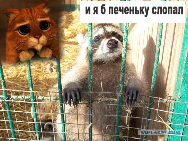 Черепашка, дай печеньку!