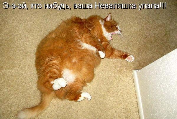 Интимный котовторник (23.08.11)