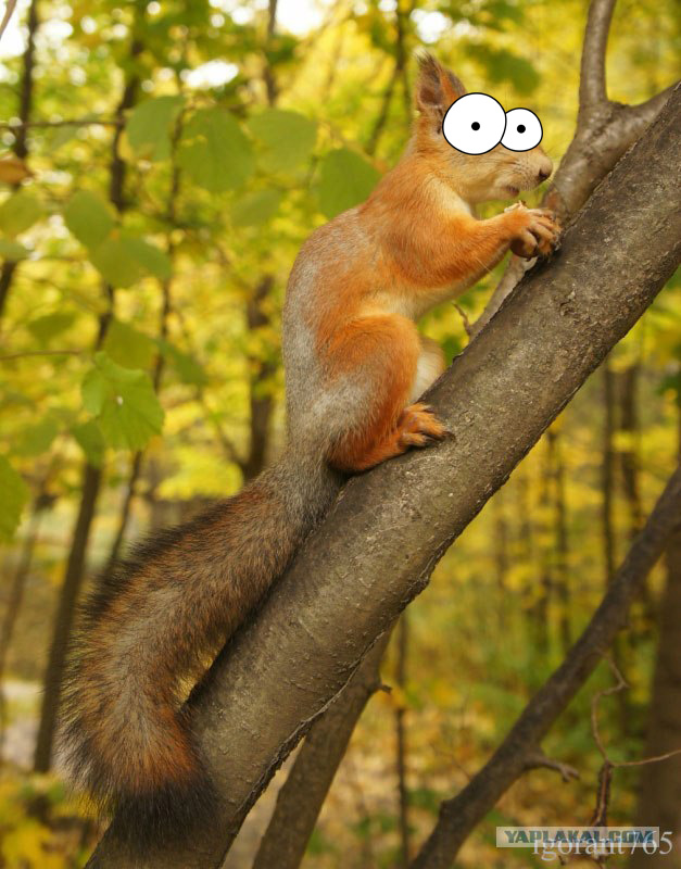 Белочка