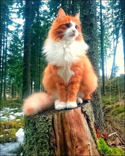 Немного милоты