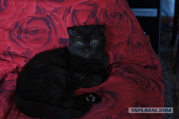 Котовторник 20.12.2011