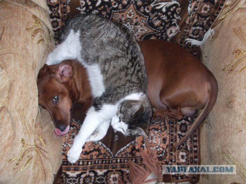 Первый КОТОВТОРНИК 2012