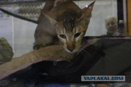 Котовторник 27.03.2012