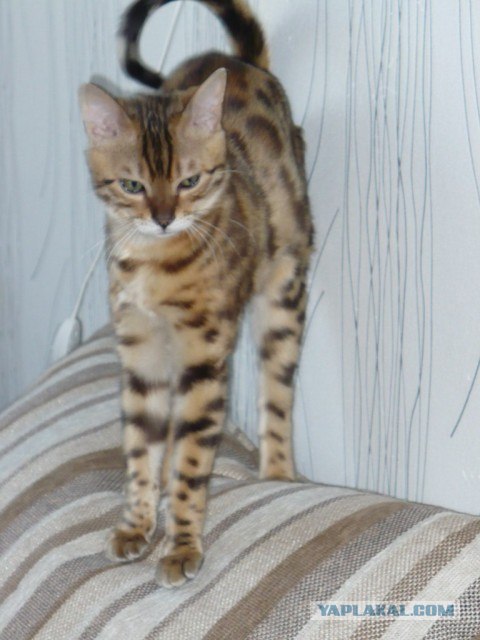 Котовторник (15.05.2012)