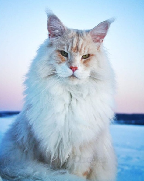 Прикольных котов пост