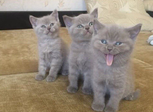 Забавные фото котеек