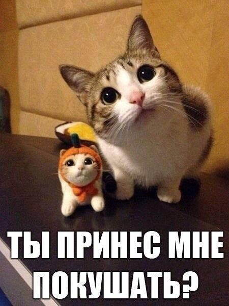 Забавные фото котеек