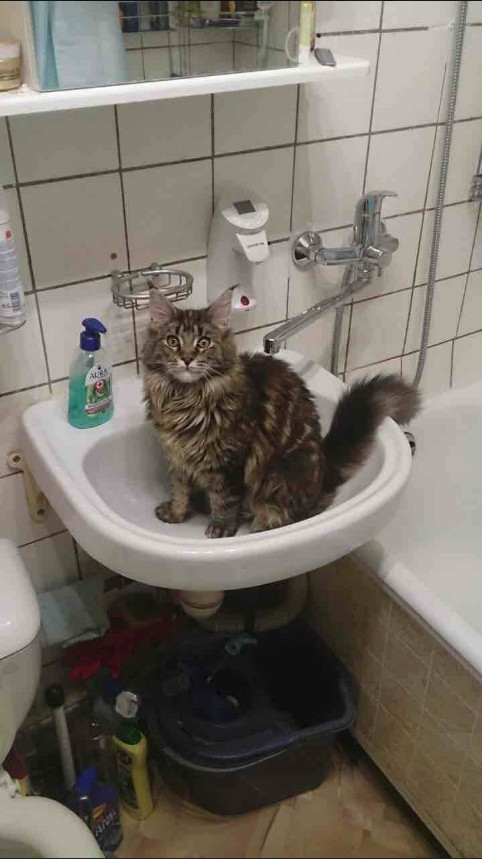 Забавные фото котеек