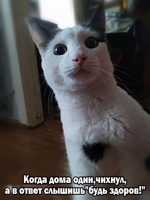 Картинки с котами и про котов