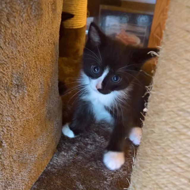 Забавные фото котеек
