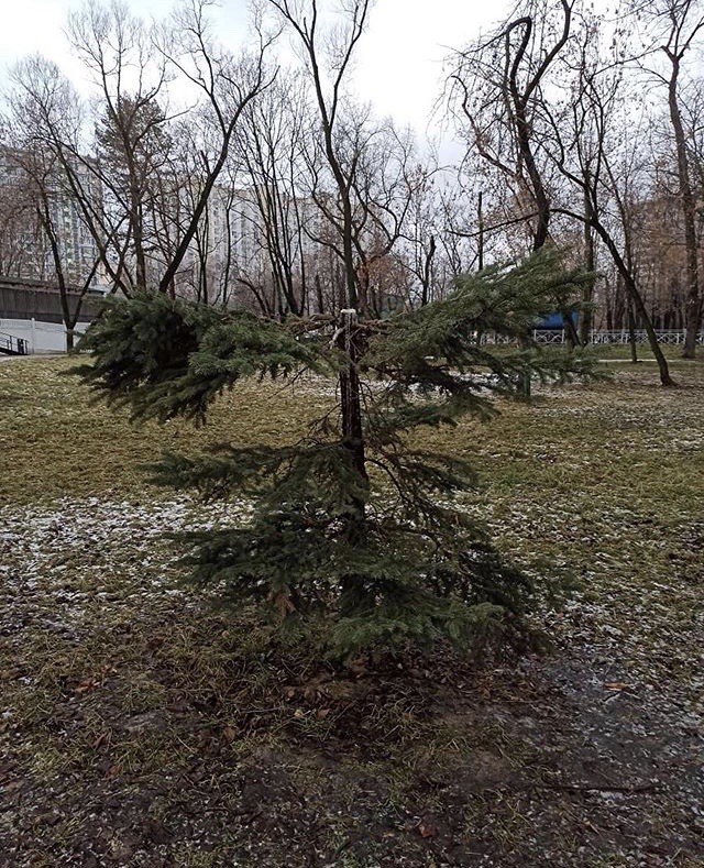 Недолго музыка играла. Жители моего микрорайона украли фигуру оленя, поставленную им же к Рождеству