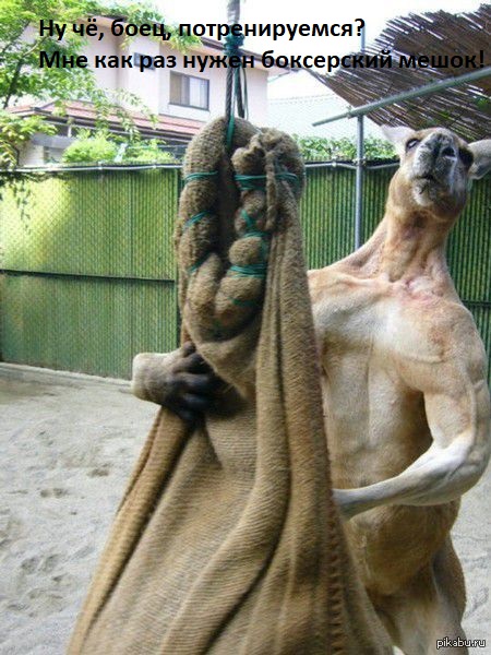 Когда улицы Красной Поляны опустели от спарринг-партнёров, пьяный боец отправился домой, но тут его ждало испытание
