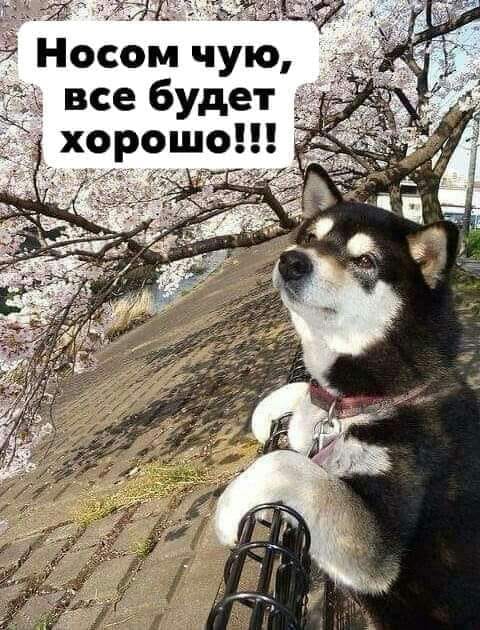 Бредзона 25.03.2020