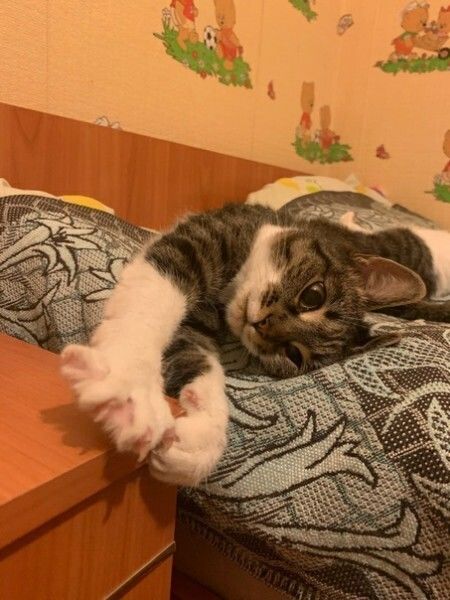 Глазки отдохните: подборка живности всякой
