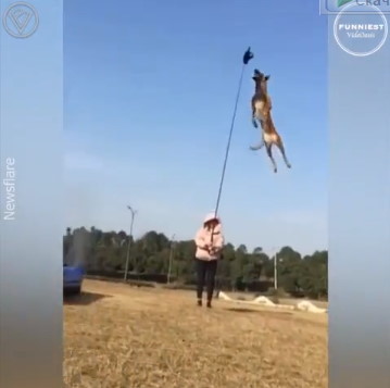 Немецкие овчарки