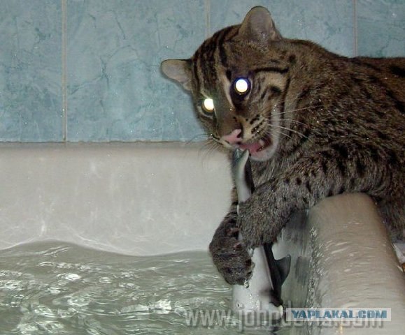 Коты любят принимать ванну