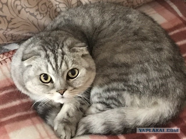 Котовторник. Поговорим о кличках, друзья