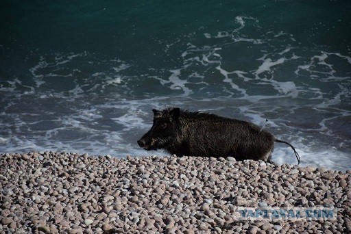 Семейка медведей спасается от жары в прохладной водичке озера Тахо