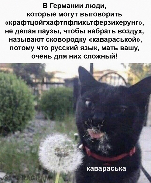 Весёлый полтишок 20.03.22