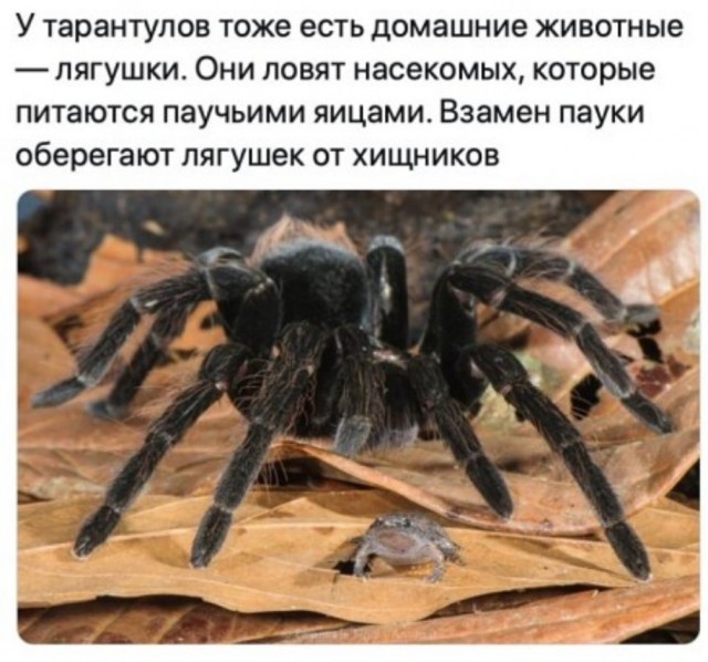 Народная меДИЧна 2012