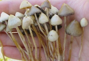 выращивание грибов из спор.