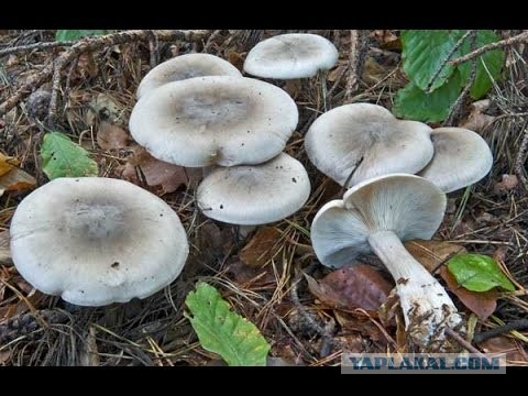 Беларусь. Наверно окончание сезона