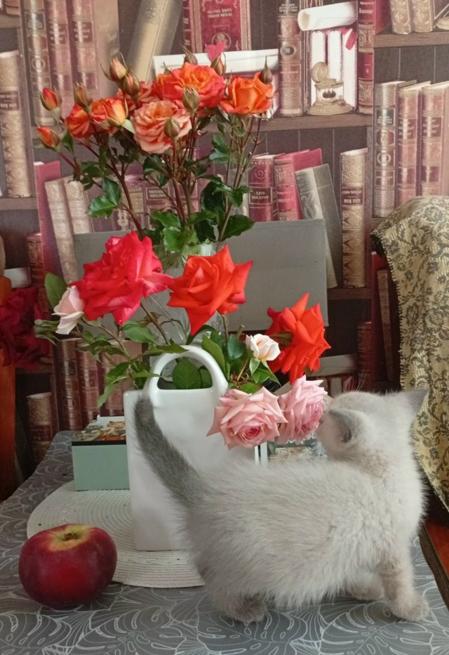 Ну, с котовторником!