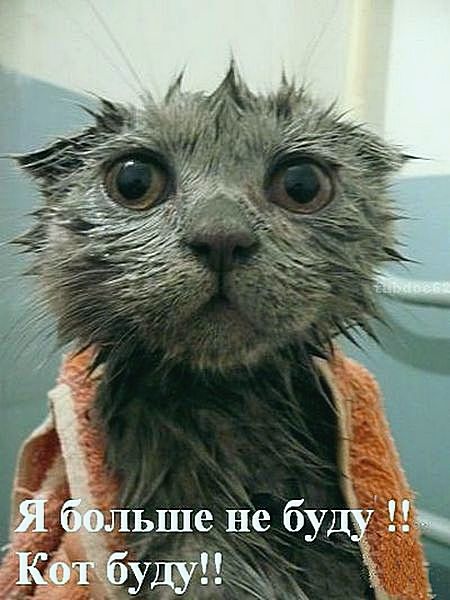 Директор по контролю рыбов