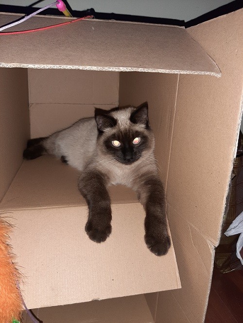 Котовторник
