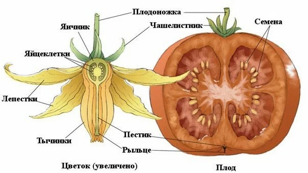 Чё там с фаршем? Соскучилась она