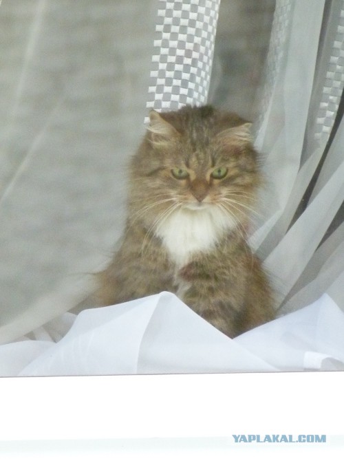Котовторник 03.09.2013