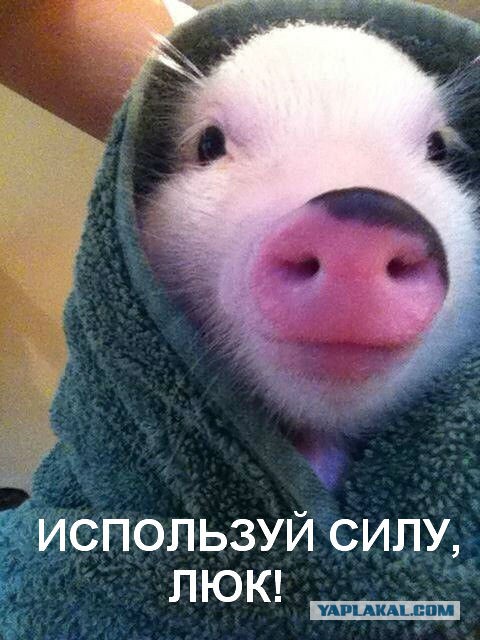 Свинка в одеялке