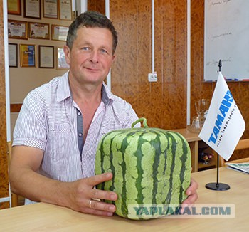 Помидоры для Элиты
