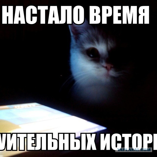 Котовторник  08.04.2014