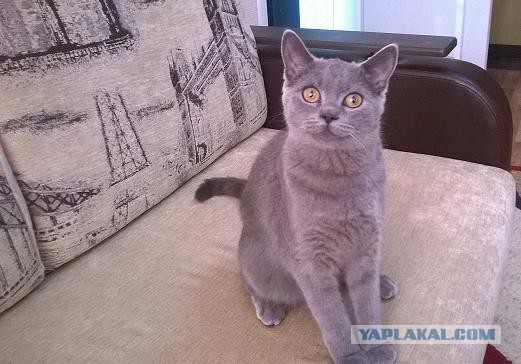 Котовторник 16.09.14