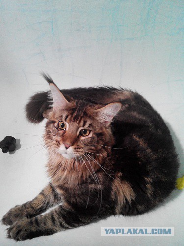 Котовторник 28.10.2014
