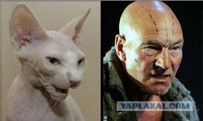Забавные коты и кошки