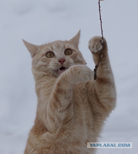Котовторник 06.01.2015