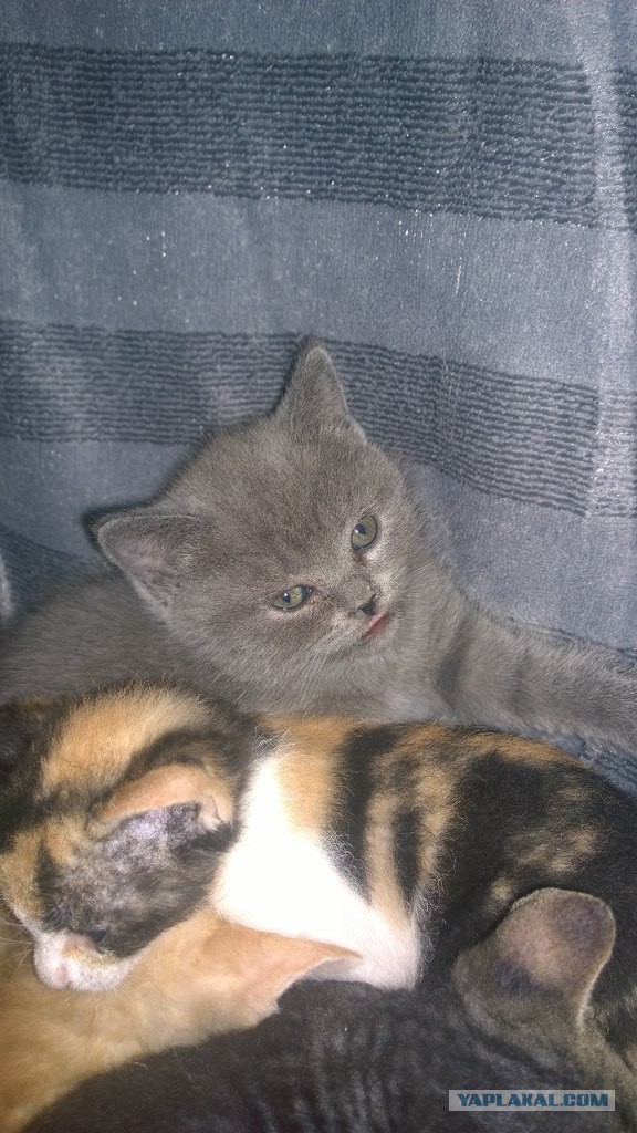 Котовторник