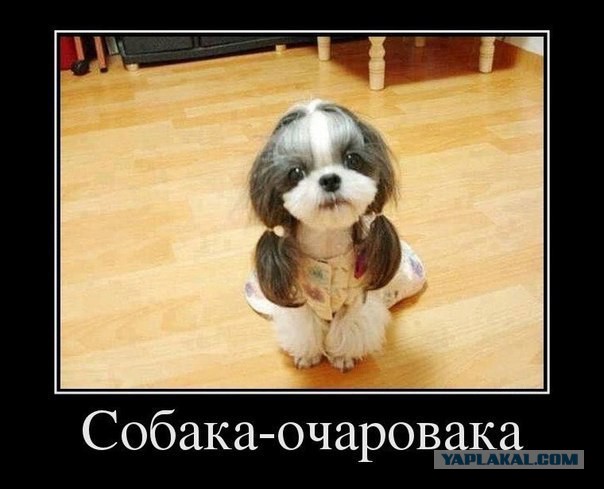 А что, собакочетверг отменили?