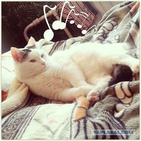 Котовторник 17.11.2015