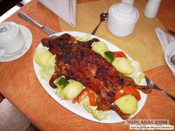 Водяной кролик