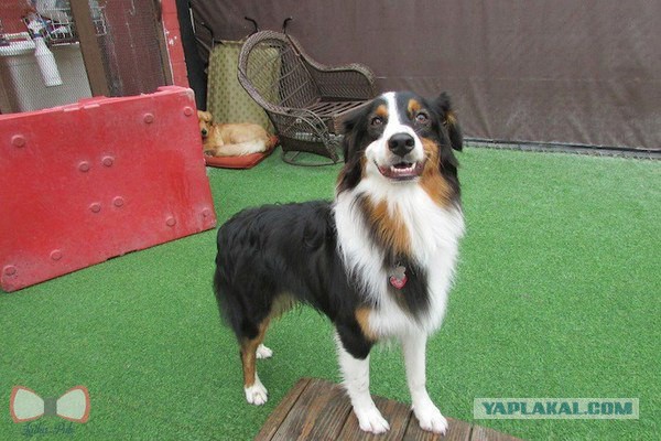 Разные картинки из сети